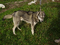Étalon Siberian Husky - Vargas Des Loups De L'Etoile Polaire