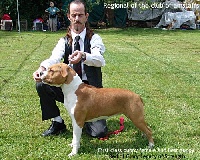 Étalon American Staffordshire Terrier - Red of glory Legacy of strength