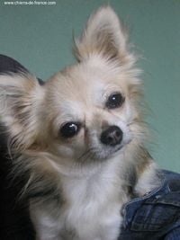 Étalon Chihuahua - Vicky (Sans Affixe)