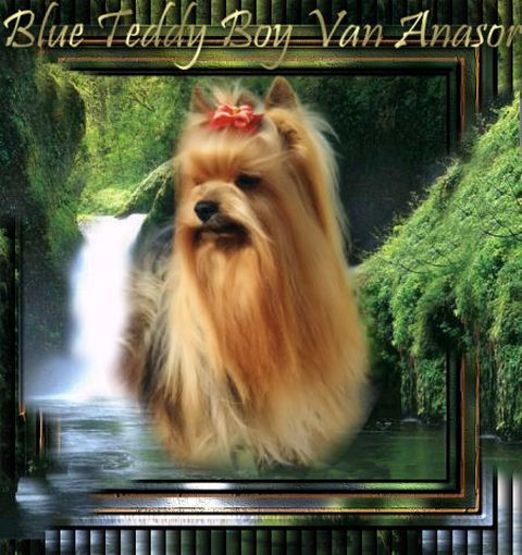 Bleu teddy boy Van anasor