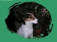 Étalon Jack Russell Terrier - Une donzelle du clos de Grisailloux