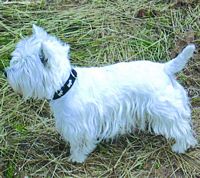 Étalon West Highland White Terrier - Skippi (Sans Affixe)