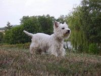 Étalon West Highland White Terrier - Thela de L'Etang des Chalands