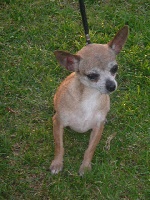Étalon Chihuahua - Unabelle de l'Ecu de Flandre