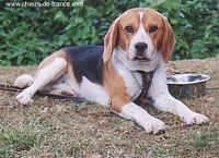 Étalon Beagle - Théo Du maquis de kertanguy