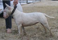 Étalon Bull Terrier - Tania De kapou-chino