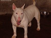 Étalon Bull Terrier - Ulis de la flamme d'Ebène