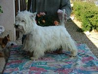 Étalon West Highland White Terrier - Rocky (Sans Affixe)