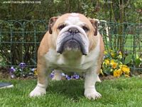 Étalon Bulldog Anglais - Rhodes Bulldog Puppy'S Star