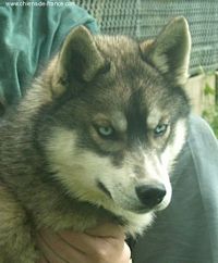 Étalon Siberian Husky - Vieaqtianubi Of inivruk