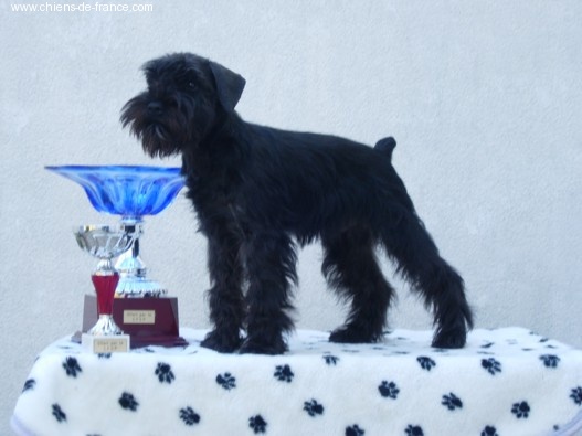 Chien Schnauzer Miniature Androhen Des Matins De Cristal