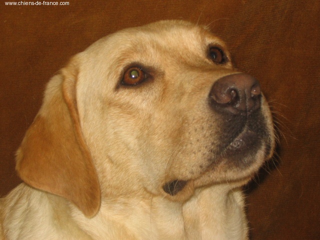 Chien Labrador Retriever Show me the way Una rosa rossa