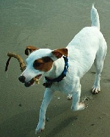 Étalon Jack Russell Terrier - Scapy De la combe saint thibaut