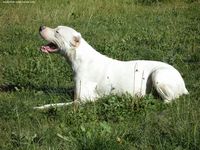 Étalon Dogo Argentino - Ultima De atoca blanca