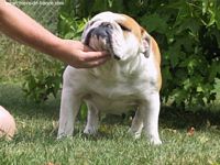 Étalon Bulldog Anglais - Reine Bulldog Puppy'S Star