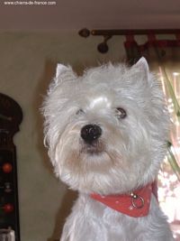 Étalon West Highland White Terrier - Vanille Des guerriers chippewas