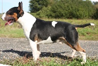 Étalon Bull Terrier - CH. Pollyssa's uther pendragon Nominoë's