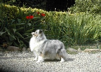 Étalon Shetland Sheepdog - Ushka bleue du Grand Pre D'Ortignac