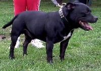 Étalon Staffordshire Bull Terrier - Tornado (Sans Affixe)