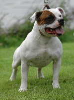 Étalon Staffordshire Bull Terrier - CH. Vicomte de sydney des gardiens de lady camille