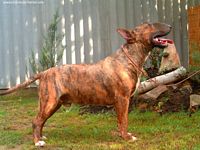 Étalon Bull Terrier - Bravo From turned and filled