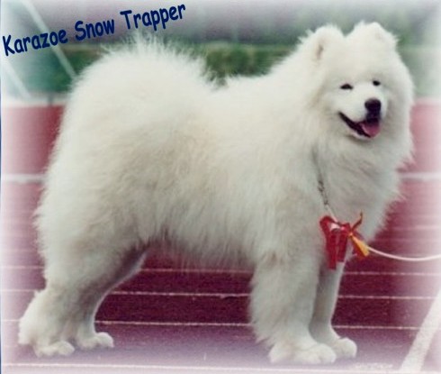 CH. Karazoe Snow trapper
