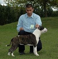 Étalon American Staffordshire Terrier - CH. Neusky Perspective Verona
