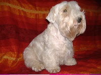 Étalon Sealyham Terrier - CH. Alioska  suddunly (Sans Affixe)