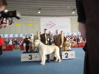 Étalon Levrier Irlandais - CH. Unesco Du grand chien de culann