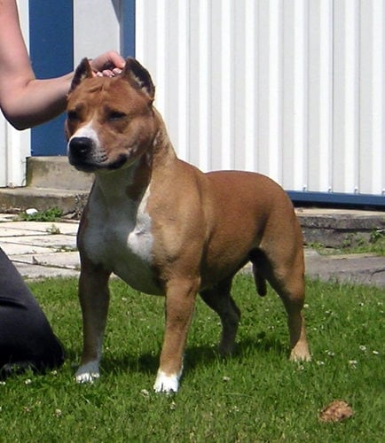 Les American Staffordshire Terrier de l'affixe   du Palais Des Anges