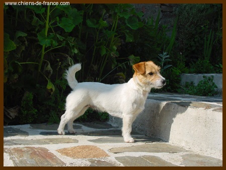 Jack Russell Terrier - King bassie's Nickname nasty niza