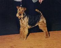 Étalon Welsh Terrier - Terrific D'hondrecoutre