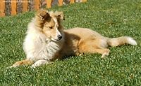 Étalon Shetland Sheepdog - Vanille caramel des filles du bois joli
