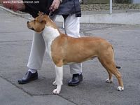 Étalon American Staffordshire Terrier - U'bella cierra shiva dite sierra (Sans Affixe)