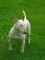 Étalon Bull Terrier - Aston of lady white