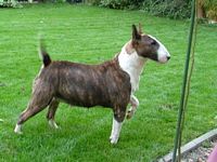 Étalon Bull Terrier - Cleopatra From fighting angels