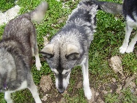 Étalon Siberian Husky - Alaska Des Loups De L'Etoile Polaire