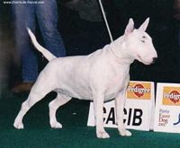 Étalon Bull Terrier - CH. Handsom helena Timar