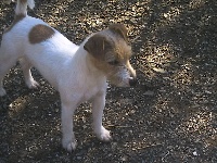 Étalon Jack Russell Terrier - Suzan's Pride Excelsieur