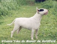 Étalon Bull Terrier - CH. Vitamin'yoko du Manoir de Guildford