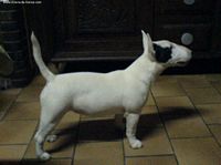 Étalon Bull Terrier - Amethyst Look d'enfer