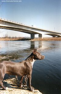 Étalon American Staffordshire Terrier - Persane blue De la crique du Flojule