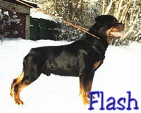 CH. Flash V wolfert turn