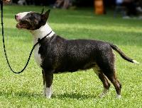 Étalon Bull Terrier - Bonny fire du Manoir de Guildford