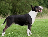 Étalon Bull Terrier - Boogie lou du Manoir de Guildford