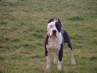 Étalon American Staffordshire Terrier - Ouranos Freedom forever