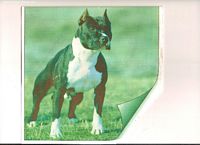 Étalon American Staffordshire Terrier - Cover de golden mask (Sans Affixe)