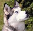 Étalon Siberian Husky - Oksana de la lande des loups