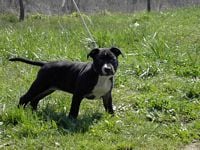 Étalon American Staffordshire Terrier - Black pearl des terres d'aigue
