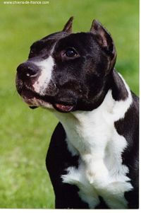 Étalon American Staffordshire Terrier - Nasa Du blue paul